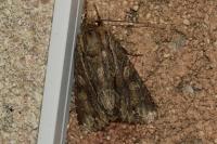 Apamea monoglypha monoglypha
