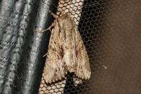 Apamea monoglypha monoglypha