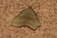 Herminia tarsicrinalis
