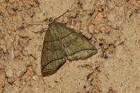 Herminia grisealis