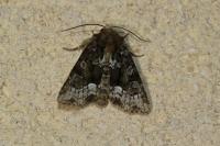 Oligia strigilis/versicolor