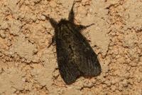 Notodonta torva