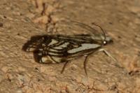 Catoptria falsella
