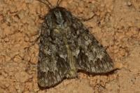 Acronicta auricoma