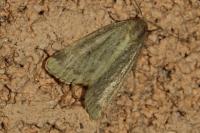 Photedes minima