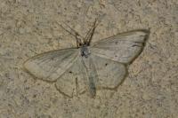 Scopula immutata
