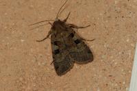Xestia triangulum