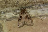 Xestia triangulum