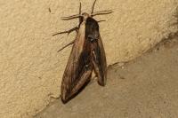 Sphinx ligustri
