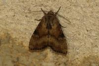 Apamea scolopacina