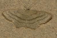 Scopula nigropunctata