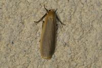 Katha depressa