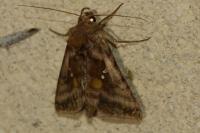 Autographa jota