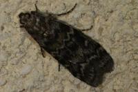 Dioryctria abietella