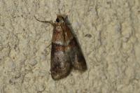 Acrobasis repandana
