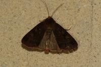 Diarsia brunnea