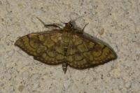 Anania verbascalis