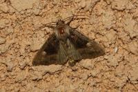 Euplexia lucipara