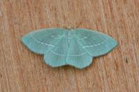 Hemistola chrysoprasaria