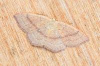 Cyclophora linearia