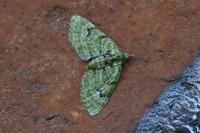 Chloroclystis v-ata