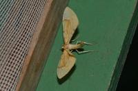 Gandaritis pyraliata