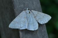 Pseudoterpna pruinata