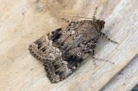Amphipyra berbera svenssoni