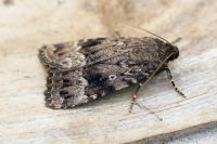 Amphipyra berbera svenssoni
