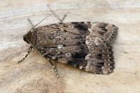 Amphipyra berbera svenssoni