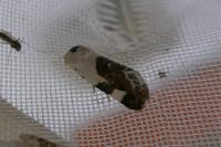 Acontia lucida