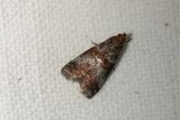 Acrobasis advenella