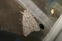 Acronicta aceris