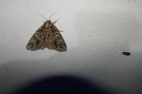 Acronicta rumicis
