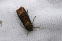 Agrotis ipsilon