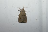 Apaidia mesogona