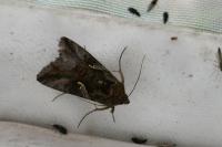 Autographa gamma