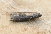 Glyptoteles leucacrinella