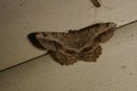 Chiasmia aestimaria