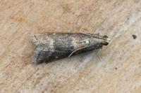 Glyptoteles leucacrinella