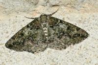 Cleorodes lichenaria