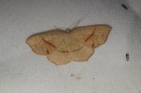 Cyclophora punctaria