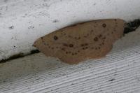 Cyclophora puppillaria