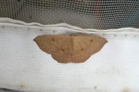 Cyclophora puppillaria