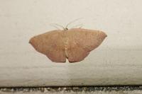 Cyclophora puppillaria