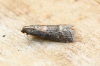Glyptoteles leucacrinella