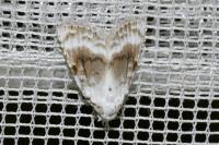 Meganola albula