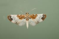Eupithecia breviculata