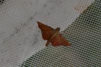Endotricha flammealis