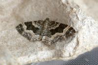 Epirrhoe alternata